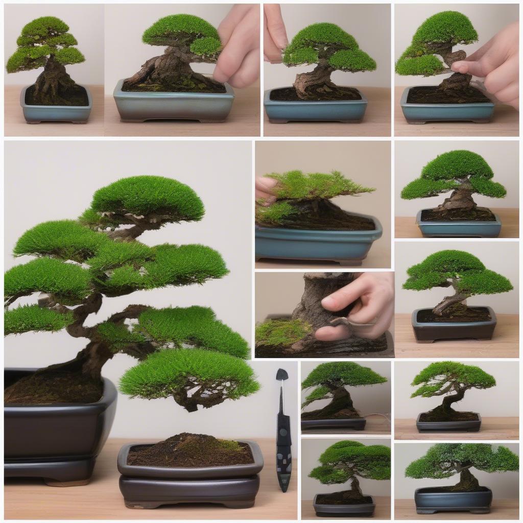 Chăm Sóc Bonsai Gỗ Trắc